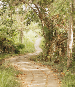 pathway in a forest